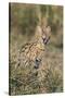 Kenya, Masai Mara-Nigel Pavitt-Stretched Canvas