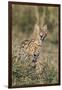 Kenya, Masai Mara-Nigel Pavitt-Framed Photographic Print