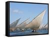 Kenya; Mashua Sailing Boats Participating in a Race Off Lamu Island-Nigel Pavitt-Framed Stretched Canvas