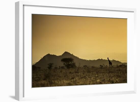 Kenya, Meru. a Giraffe Wanders across the Savannah in the Evening Light.-Niels Van Gijn-Framed Photographic Print