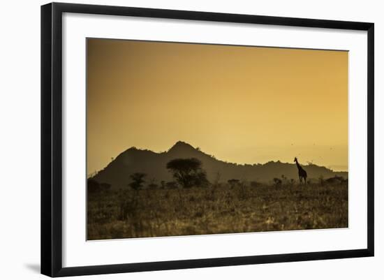 Kenya, Meru. a Giraffe Wanders across the Savannah in the Evening Light.-Niels Van Gijn-Framed Photographic Print
