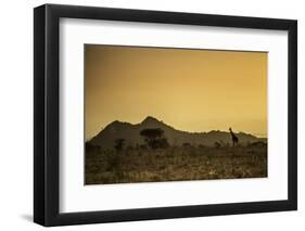 Kenya, Meru. a Giraffe Wanders across the Savannah in the Evening Light.-Niels Van Gijn-Framed Photographic Print