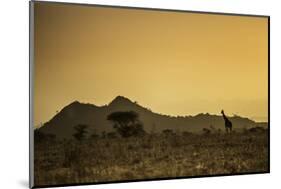 Kenya, Meru. a Giraffe Wanders across the Savannah in the Evening Light.-Niels Van Gijn-Mounted Photographic Print