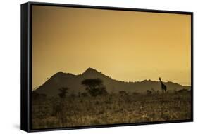 Kenya, Meru. a Giraffe Wanders across the Savannah in the Evening Light.-Niels Van Gijn-Framed Stretched Canvas
