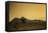 Kenya, Meru. a Giraffe Wanders across the Savannah in the Evening Light.-Niels Van Gijn-Framed Stretched Canvas