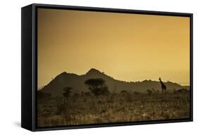 Kenya, Meru. a Giraffe Wanders across the Savannah in the Evening Light.-Niels Van Gijn-Framed Stretched Canvas