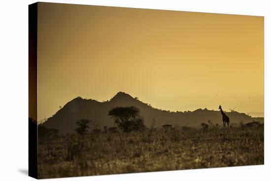 Kenya, Meru. a Giraffe Wanders across the Savannah in the Evening Light.-Niels Van Gijn-Stretched Canvas