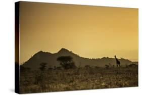 Kenya, Meru. a Giraffe Wanders across the Savannah in the Evening Light.-Niels Van Gijn-Stretched Canvas