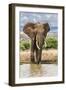 Kenya, Meru County, Lewa Conservancy. a Bull Elephant at a Waterhole.-Nigel Pavitt-Framed Premium Photographic Print