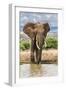 Kenya, Meru County, Lewa Conservancy. a Bull Elephant at a Waterhole.-Nigel Pavitt-Framed Premium Photographic Print