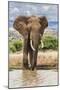 Kenya, Meru County, Lewa Conservancy. a Bull Elephant at a Waterhole.-Nigel Pavitt-Mounted Premium Photographic Print