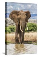 Kenya, Meru County, Lewa Conservancy. a Bull Elephant at a Waterhole.-Nigel Pavitt-Stretched Canvas