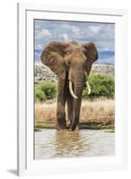 Kenya, Meru County, Lewa Conservancy. a Bull Elephant at a Waterhole.-Nigel Pavitt-Framed Photographic Print