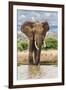 Kenya, Meru County, Lewa Conservancy. a Bull Elephant at a Waterhole.-Nigel Pavitt-Framed Photographic Print