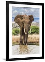 Kenya, Meru County, Lewa Conservancy. a Bull Elephant at a Waterhole.-Nigel Pavitt-Framed Photographic Print