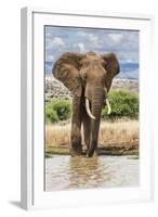 Kenya, Meru County, Lewa Conservancy. a Bull Elephant at a Waterhole.-Nigel Pavitt-Framed Photographic Print