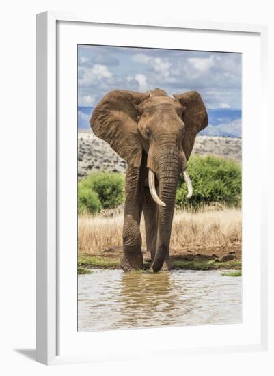 Kenya, Meru County, Lewa Conservancy. a Bull Elephant at a Waterhole.-Nigel Pavitt-Framed Photographic Print