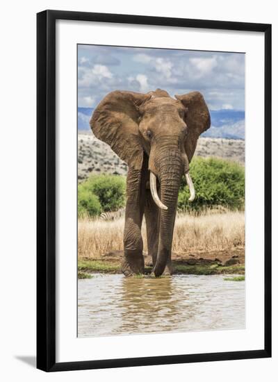 Kenya, Meru County, Lewa Conservancy. a Bull Elephant at a Waterhole.-Nigel Pavitt-Framed Photographic Print