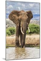 Kenya, Meru County, Lewa Conservancy. a Bull Elephant at a Waterhole.-Nigel Pavitt-Mounted Photographic Print