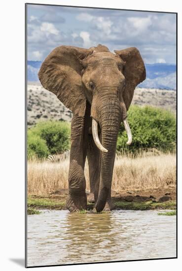 Kenya, Meru County, Lewa Conservancy. a Bull Elephant at a Waterhole.-Nigel Pavitt-Mounted Photographic Print