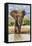 Kenya, Meru County, Lewa Conservancy. a Bull Elephant at a Waterhole.-Nigel Pavitt-Framed Stretched Canvas