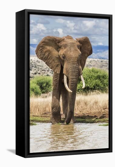 Kenya, Meru County, Lewa Conservancy. a Bull Elephant at a Waterhole.-Nigel Pavitt-Framed Stretched Canvas