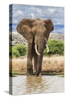 Kenya, Meru County, Lewa Conservancy. a Bull Elephant at a Waterhole.-Nigel Pavitt-Stretched Canvas