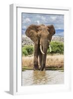 Kenya, Meru County, Lewa Conservancy. a Bull Elephant at a Waterhole.-Nigel Pavitt-Framed Photographic Print