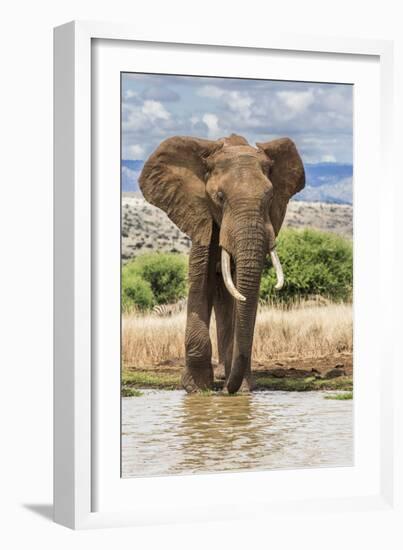 Kenya, Meru County, Lewa Conservancy. a Bull Elephant at a Waterhole.-Nigel Pavitt-Framed Photographic Print