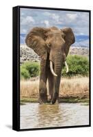 Kenya, Meru County, Lewa Conservancy. a Bull Elephant at a Waterhole.-Nigel Pavitt-Framed Stretched Canvas