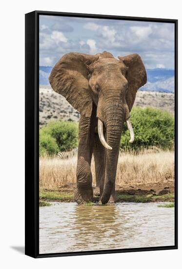 Kenya, Meru County, Lewa Conservancy. a Bull Elephant at a Waterhole.-Nigel Pavitt-Framed Stretched Canvas