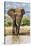 Kenya, Meru County, Lewa Conservancy. a Bull Elephant at a Waterhole.-Nigel Pavitt-Stretched Canvas