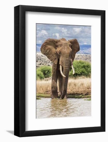Kenya, Meru County, Lewa Conservancy. a Bull Elephant at a Waterhole.-Nigel Pavitt-Framed Photographic Print