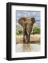 Kenya, Meru County, Lewa Conservancy. a Bull Elephant at a Waterhole.-Nigel Pavitt-Framed Photographic Print