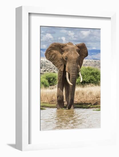 Kenya, Meru County, Lewa Conservancy. a Bull Elephant at a Waterhole.-Nigel Pavitt-Framed Photographic Print