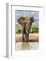 Kenya, Meru County, Lewa Conservancy. a Bull Elephant at a Waterhole.-Nigel Pavitt-Framed Photographic Print