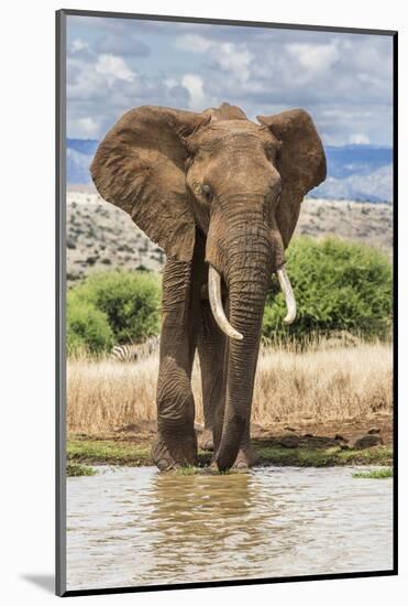 Kenya, Meru County, Lewa Conservancy. a Bull Elephant at a Waterhole.-Nigel Pavitt-Mounted Photographic Print