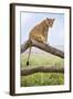 Kenya, Meru County, Lewa Wildlife Conservancy. a Lioness Sitting on the Branch of a Dead Tree.-Nigel Pavitt-Framed Photographic Print