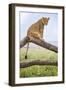 Kenya, Meru County, Lewa Wildlife Conservancy. a Lioness Sitting on the Branch of a Dead Tree.-Nigel Pavitt-Framed Photographic Print