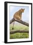 Kenya, Meru County, Lewa Wildlife Conservancy. a Lioness Sitting on the Branch of a Dead Tree.-Nigel Pavitt-Framed Photographic Print