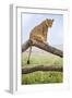 Kenya, Meru County, Lewa Wildlife Conservancy. a Lioness Sitting on the Branch of a Dead Tree.-Nigel Pavitt-Framed Photographic Print