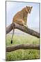 Kenya, Meru County, Lewa Wildlife Conservancy. a Lioness Sitting on the Branch of a Dead Tree.-Nigel Pavitt-Mounted Photographic Print