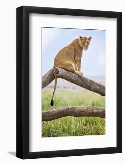Kenya, Meru County, Lewa Wildlife Conservancy. a Lioness Sitting on the Branch of a Dead Tree.-Nigel Pavitt-Framed Photographic Print