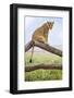 Kenya, Meru County, Lewa Wildlife Conservancy. a Lioness Sitting on the Branch of a Dead Tree.-Nigel Pavitt-Framed Photographic Print