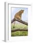 Kenya, Meru County, Lewa Wildlife Conservancy. a Lioness Sitting on the Branch of a Dead Tree.-Nigel Pavitt-Framed Photographic Print