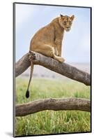 Kenya, Meru County, Lewa Wildlife Conservancy. a Lioness Sitting on the Branch of a Dead Tree.-Nigel Pavitt-Mounted Photographic Print