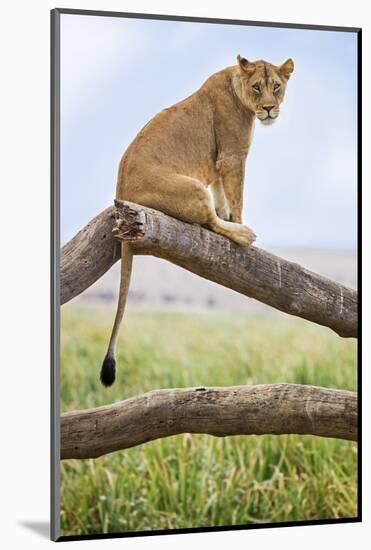 Kenya, Meru County, Lewa Wildlife Conservancy. a Lioness Sitting on the Branch of a Dead Tree.-Nigel Pavitt-Mounted Photographic Print