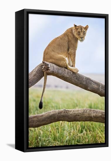 Kenya, Meru County, Lewa Wildlife Conservancy. a Lioness Sitting on the Branch of a Dead Tree.-Nigel Pavitt-Framed Stretched Canvas