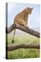 Kenya, Meru County, Lewa Wildlife Conservancy. a Lioness Sitting on the Branch of a Dead Tree.-Nigel Pavitt-Stretched Canvas