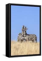 Kenya, Meru County, Lewa Wildlife Conservancy. Two Common Zebra Stallions Braying.-Nigel Pavitt-Framed Stretched Canvas